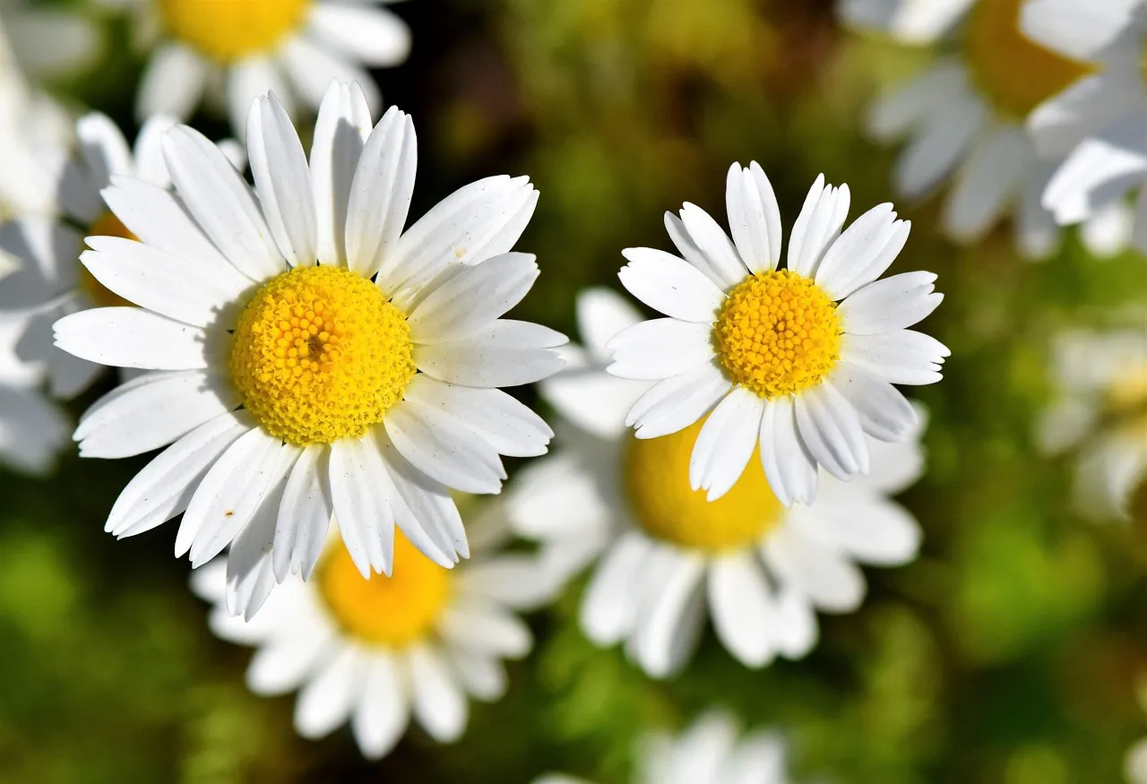 DIY Daisy Shadow Boxes - DIY, craft, decor