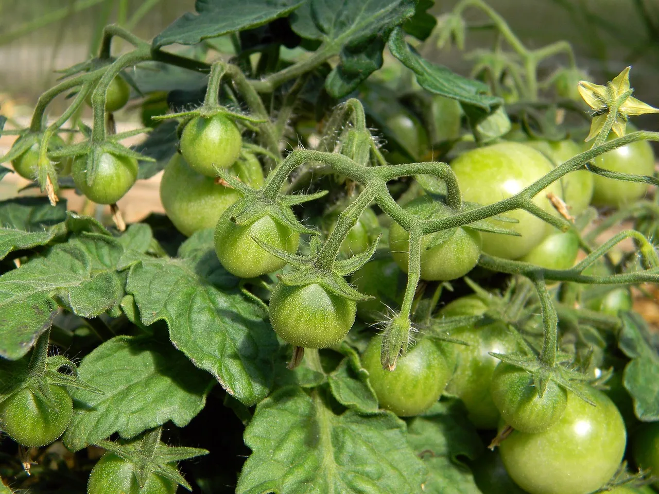 Patience - Lessons From My Garden #2: patience, lessons, garden, faith