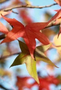Pay Off Debt - Spring Clean In The Fall!