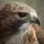 Cascade Raptor Center