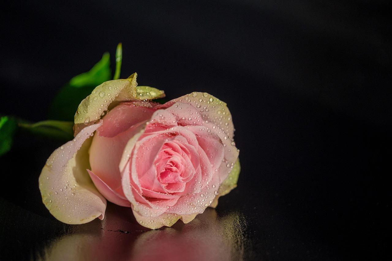 Just Saying "No" - my struggles with that simple little word. Photo by Tim Mossholder from Pexels